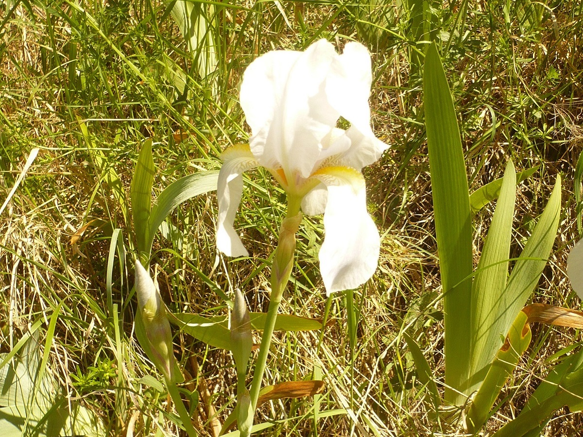 Iris albicans (Iridaceae)